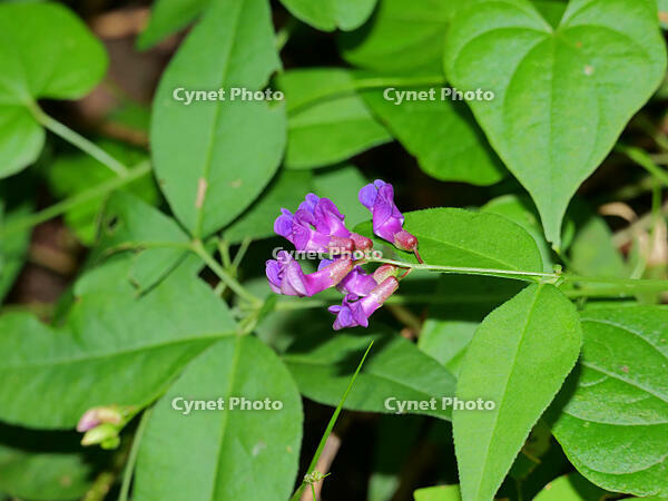 ナンテンハギ  (南天萩) [XLH110003516]