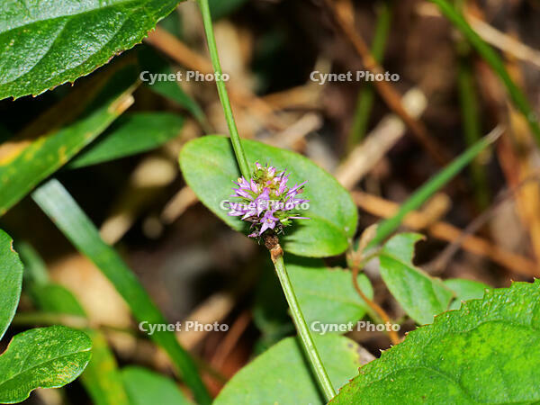 トラノオスズカケ  (虎の尾鈴懸) [XLH110003517]