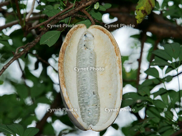 アケビ　実 [XLH110003518]