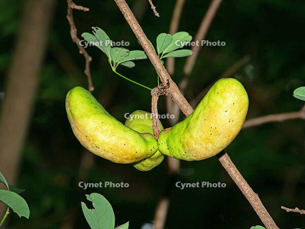 アケビ　実 [XLH110003519]