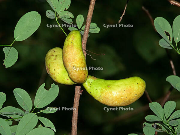 アケビ　実 [XLH110003521]