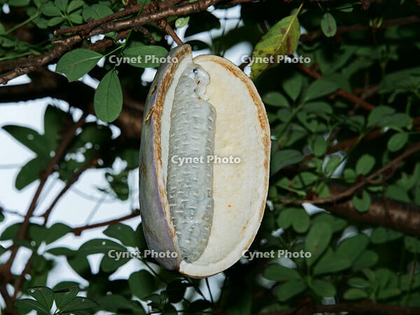 アケビ　実 [XLH110003522]