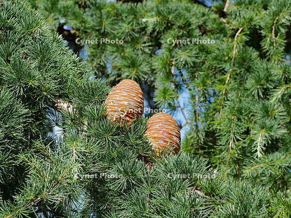 ヒマラヤスギ　球果 [XLH110003523]