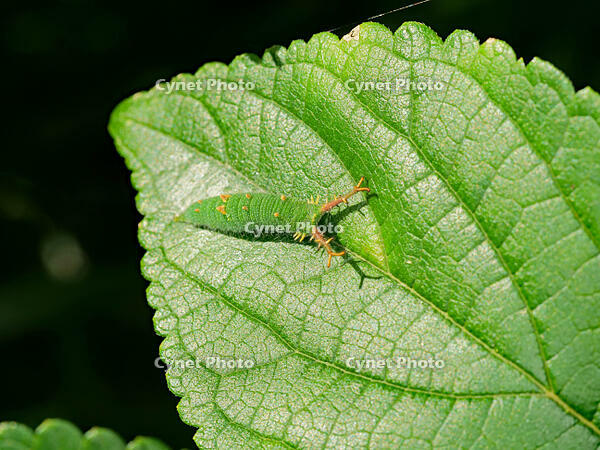 アカボシゴマダラ　幼虫  (赤星胡麻斑) [XLH110003526]