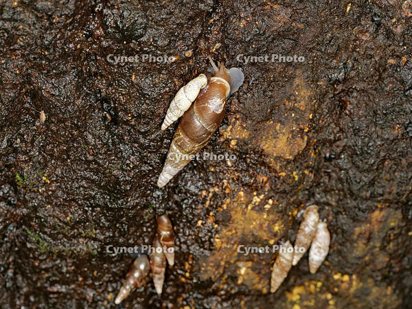 キセルガイ　（煙管貝） [XLH110003527]