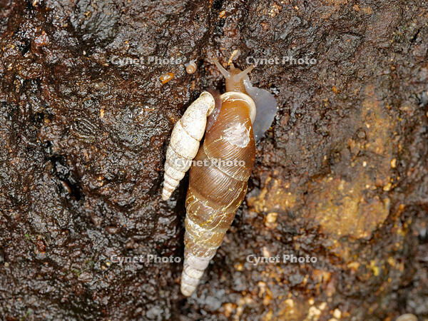 キセルガイ　（煙管貝） [XLH110003528]