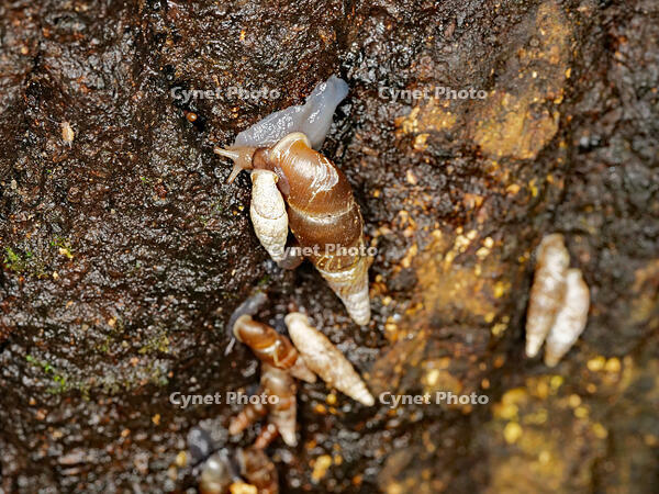 キセルガイ　（煙管貝） [XLH110003529]