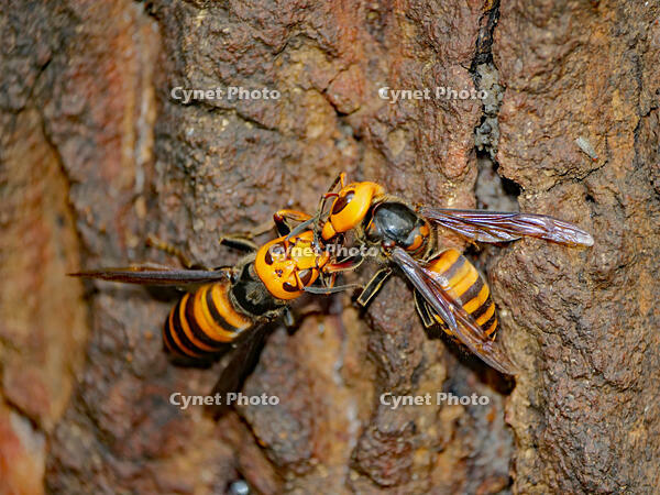 オオスズメバチ （大雀蜂) [XLH110003530]
