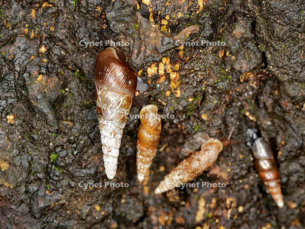 キセルガイ　（煙管貝） [XLH110003531]