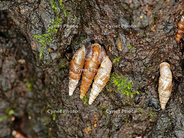 キセルガイ　（煙管貝） [XLH110003532]