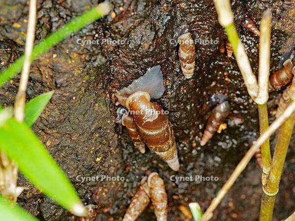 キセルガイ　（煙管貝） [XLH110003533]