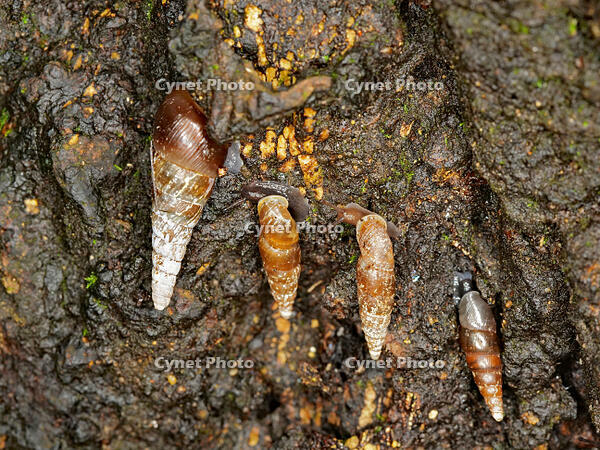 キセルガイ　（煙管貝） [XLH110003534]