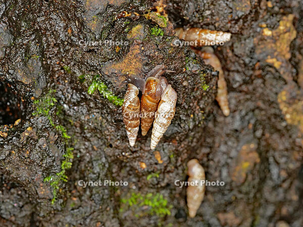 キセルガイ　（煙管貝） [XLH110003535]