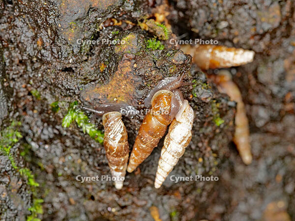 キセルガイ　（煙管貝） [XLH110003536]