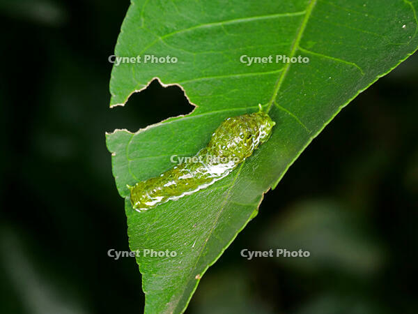 ナガサキアゲハ　幼虫　(長崎揚羽) [XLH110003537]