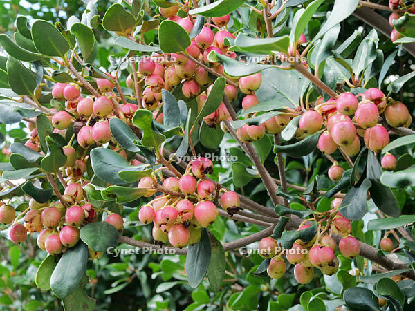 モッコク　実  (木斛) [XLH110003538]