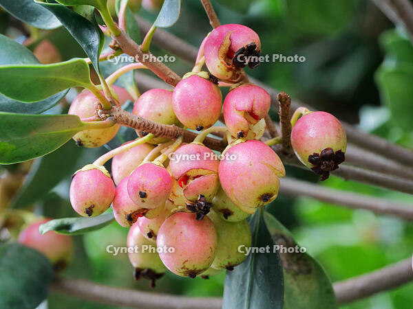 モッコク　実  (木斛) [XLH110003539]