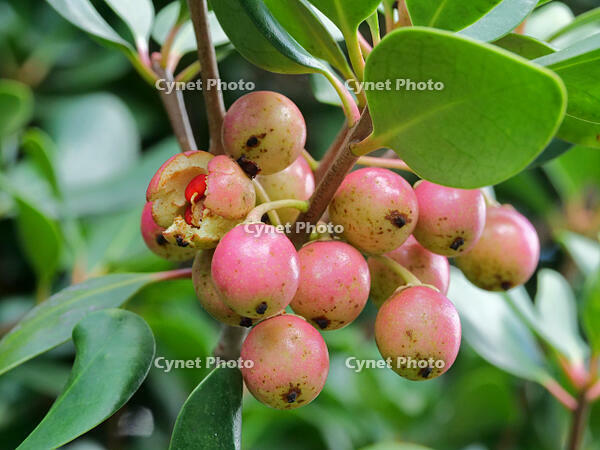 モッコク　実  (木斛) [XLH110003541]