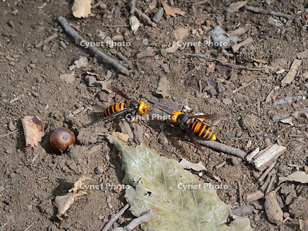 オオスズメバチ　VS  オオスズメバチ  1 [XLH110003544]