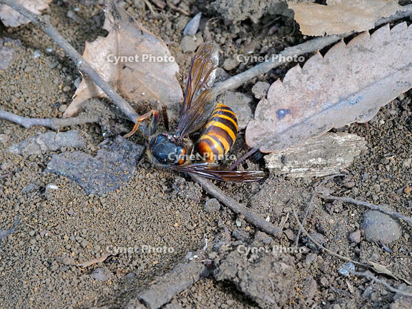 オオスズメバチ　VS  オオスズメバチ  2 [XLH110003545]