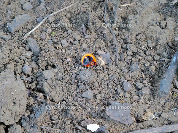 オオスズメバチ　VS  オオスズメバチ  3 [XLH110003546]