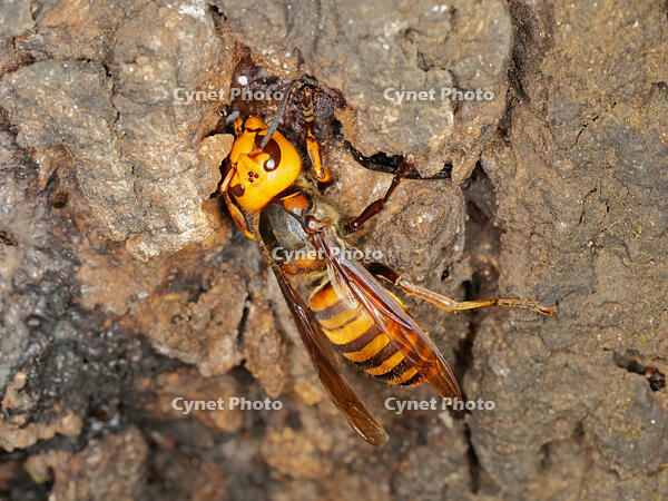 オオスズメバチ （大雀蜂) [XLH110003547]