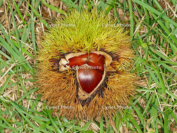 クリ　実  (栗) [XLH110003548]