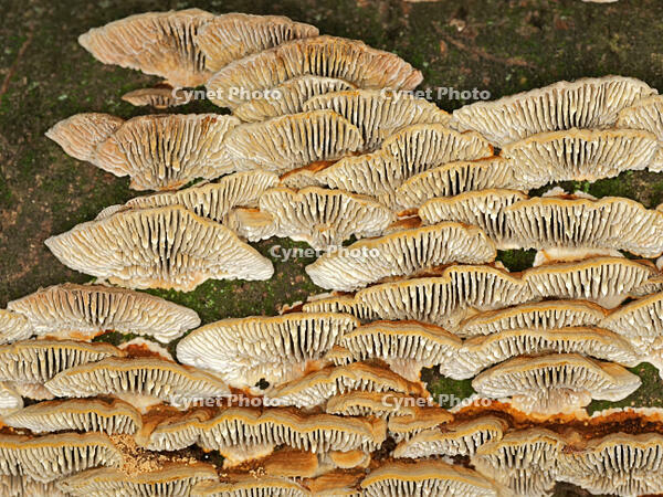 チャカイガラタケ　横面　(茶貝殻茸) [XLH110003551]