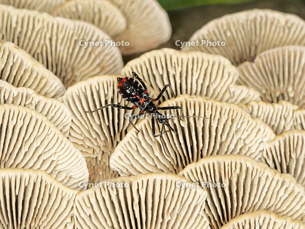 チャカイガラタケ　裏にいた　ヨコズナサシガメ　幼虫 [XLH110003553]