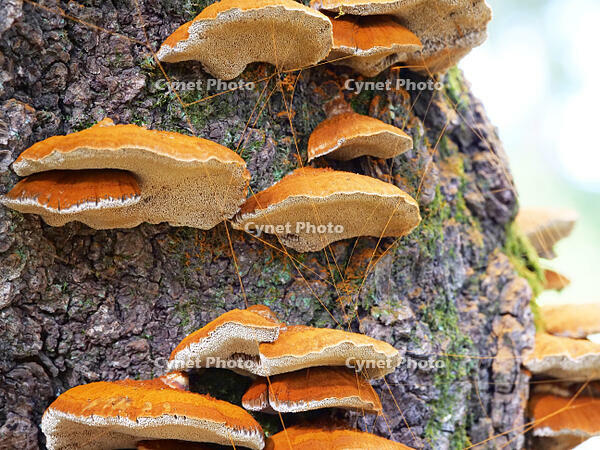 カワウソタケ　(川獺茸) [XLH110003555]