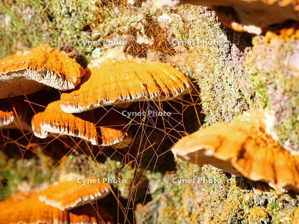 カワウソタケ　(川獺茸) [XLH110003556]