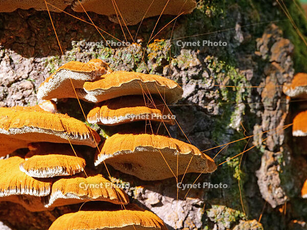 カワウソタケ　(川獺茸) [XLH110003557]