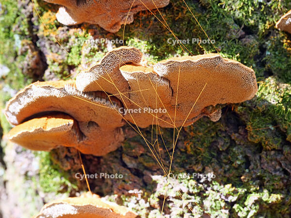カワウソタケ　(川獺茸) [XLH110003558]