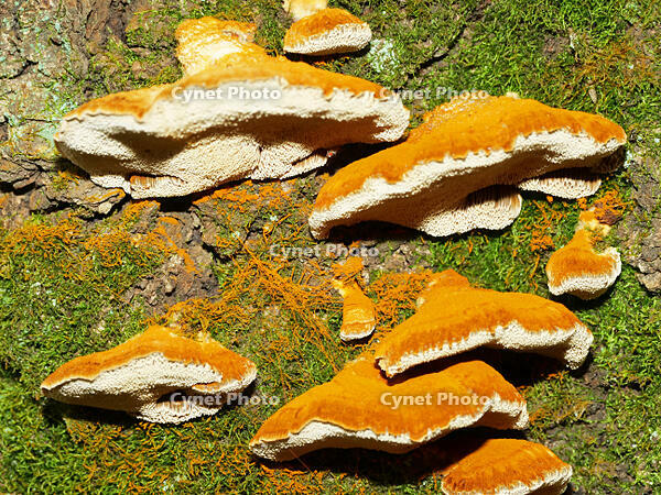 カワウソタケ　(川獺茸) [XLH110003559]