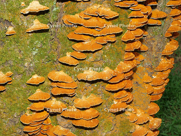 カワウソタケ　(川獺茸) [XLH110003560]