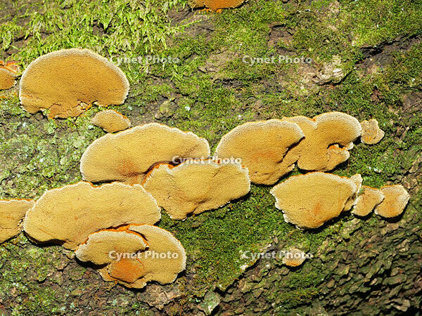 カワウソタケ　(川獺茸) [XLH110003561]