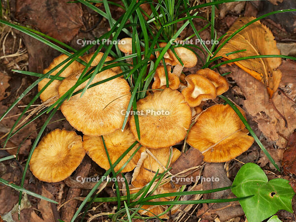 ナラタケモドキ  （楢茸擬) [XLH110003562]