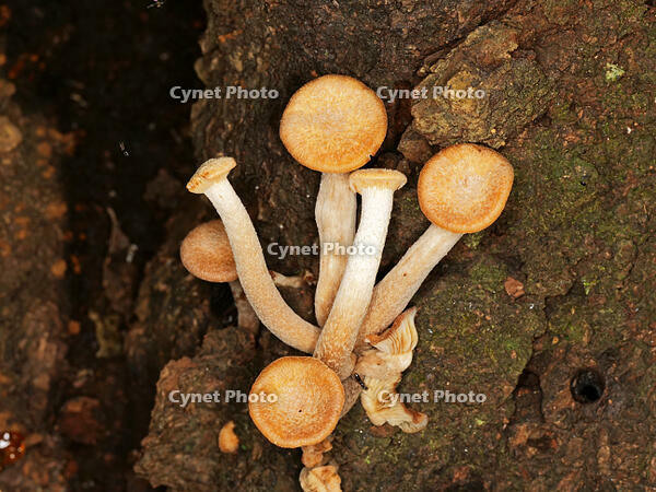 ナラタケモドキ  （楢茸擬) [XLH110003563]