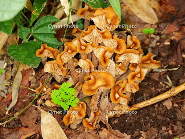 ナラタケモドキ  （楢茸擬) [XLH110003564]