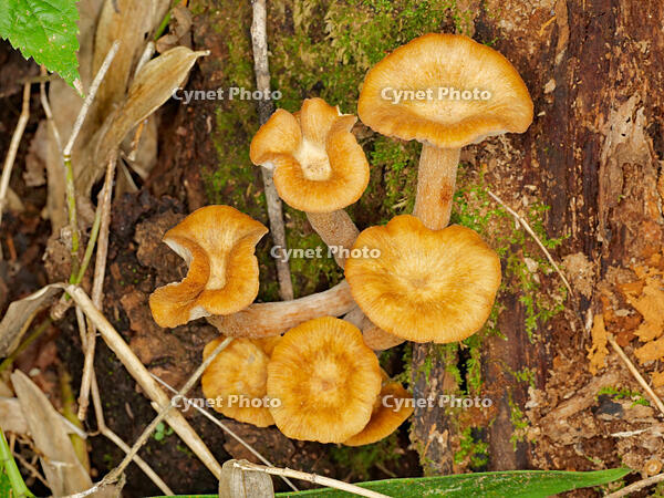 ナラタケモドキ  （楢茸擬) [XLH110003566]