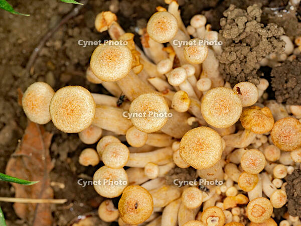 ナラタケモドキ  （楢茸擬) [XLH110003569]