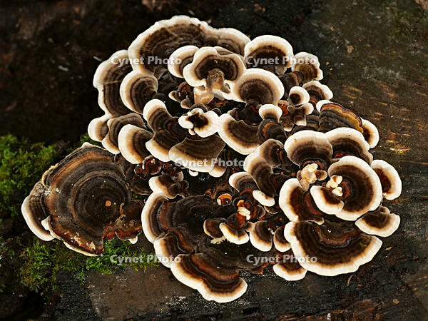 カワラタケ　(瓦茸) [XLH110003570]