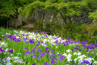 西日射す菖蒲園 [XLN110000001]