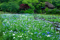 宮地嶽神社民家村自然広苑の菖蒲園 [XLN110000002]