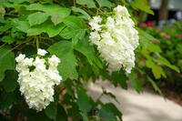 カシワバアジサイ [XLN110000006]