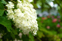 カシワバアジサイ [XLN110000007]