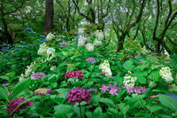 紫陽花 [XLN110000009]