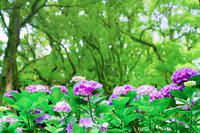 紫陽花と木立 [XLN110000011]