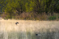 朝日を受ける鵜 [XLN110000017]