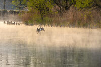 朝日を受ける鵜 [XLN110000018]
